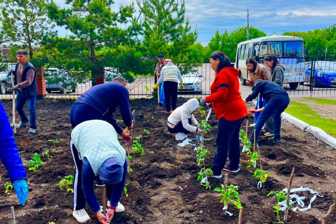 Бүгін, "таза қазақстан" акциясы аясында мектеп маңын абаттандыру мақсатында мектеп мұғалімдері мен қызметкерлері түрлі көкөністер отырғызды.